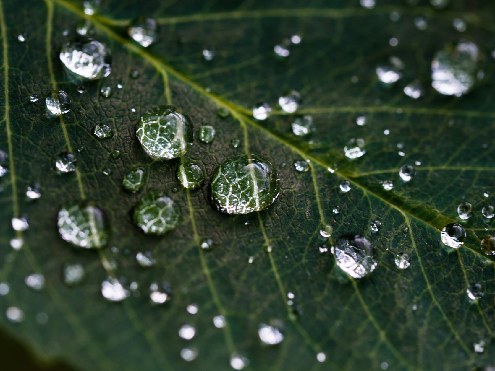 Grünes Blatt mit Wassertropfen