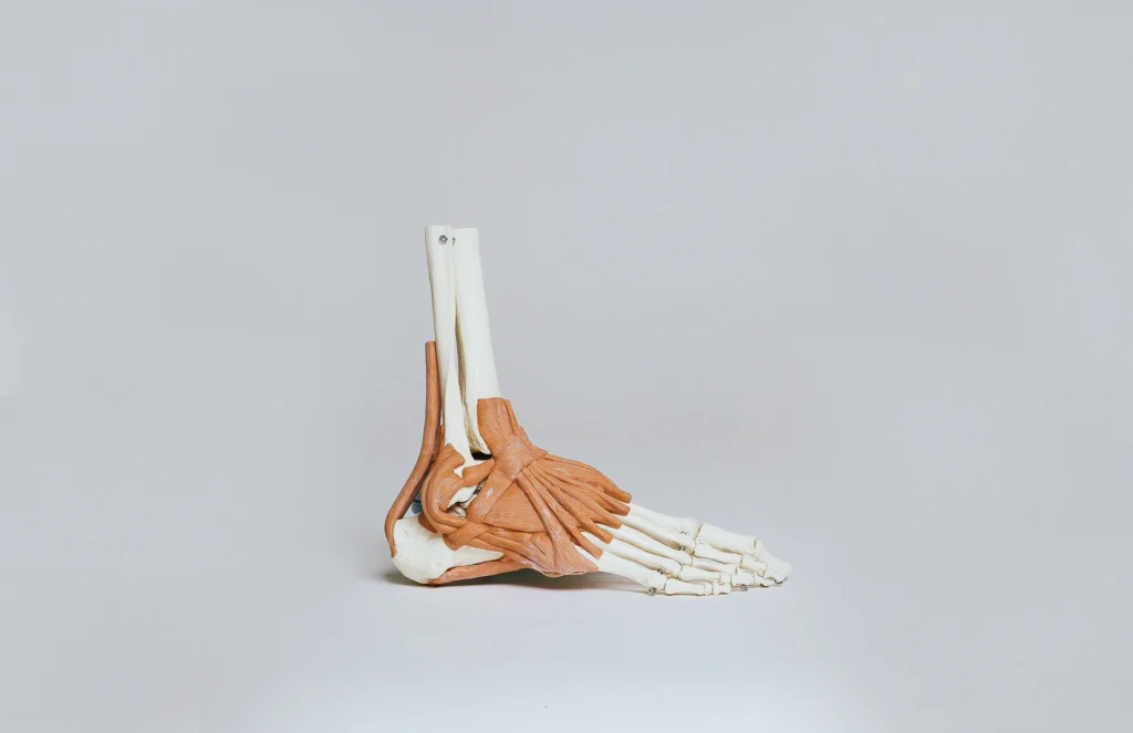 Anatomisches Modell eines menschlichen Fußes